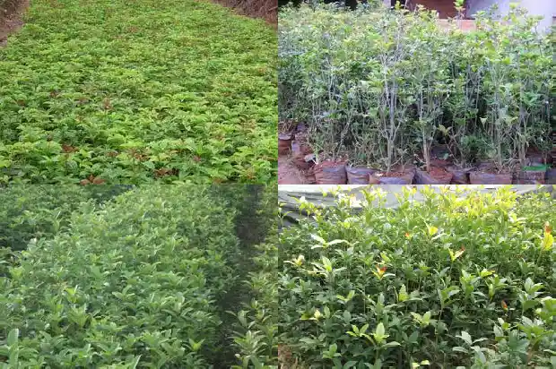 桂花树上摘下的桂花可直接食用吗?1685494326849
