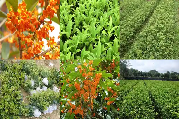 桂花树上摘下的桂花可直接食用吗?1685494326896