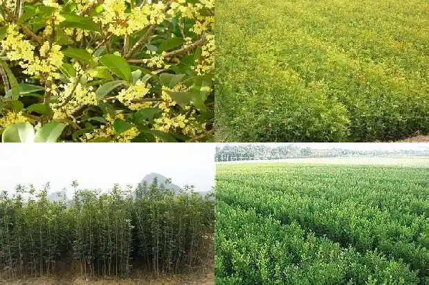 桂花树上摘下的桂花可直接食用吗?1685494326944