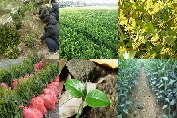 桂花乌龙茶适合什么季节喝1689467886297
