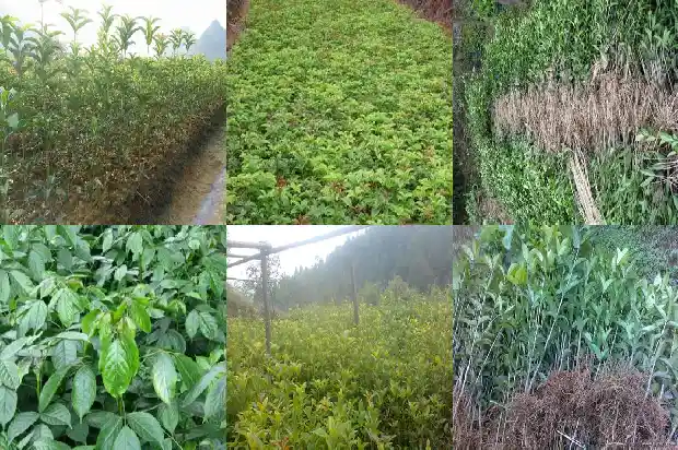 从树上摘下的桂花可不可以直接食用1685494335138