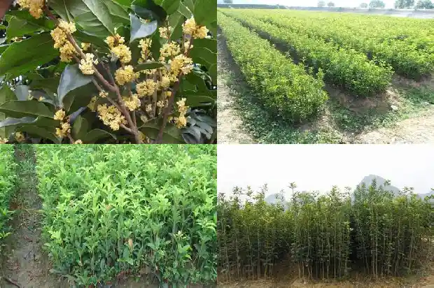 从树上摘下的桂花可不可以直接食用1685494335185