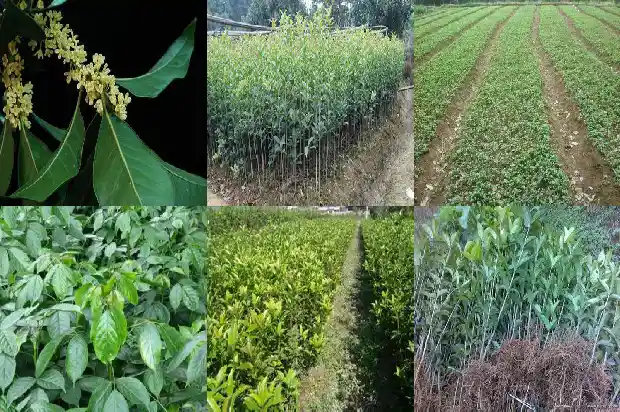 桂花摘下来有什么用1685494345468