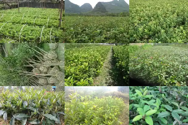 桂花树只有树干能活吗1685494417580