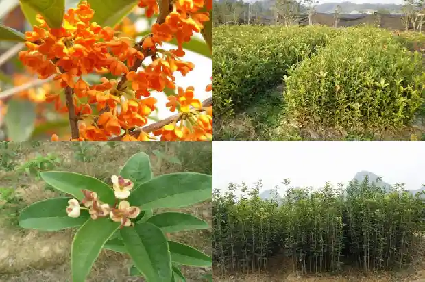 桂花树只有树干能活吗1685494417628