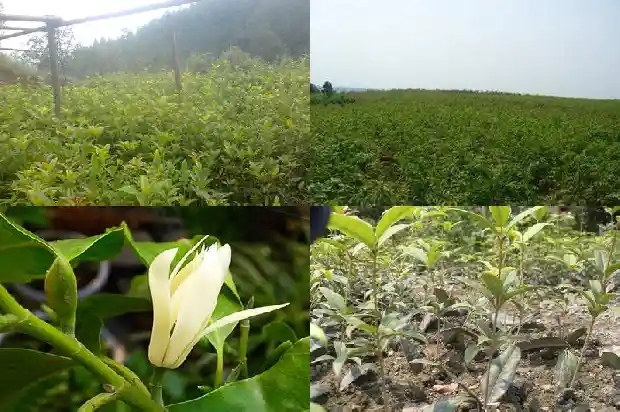 桂花树能盆栽吗有毒吗1685494450623