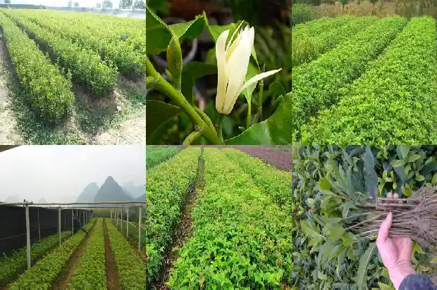 桂花树可以在家种吗风水好吗1685494460662