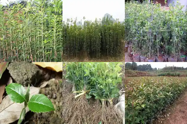 桂花树为什么不能种家里1685494468503
