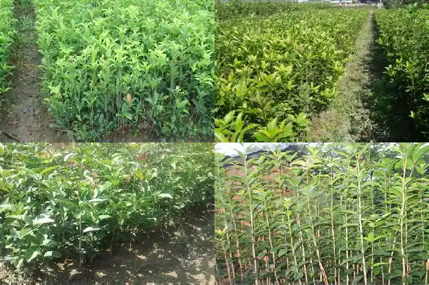 盆栽桂花如何开花1689208030550