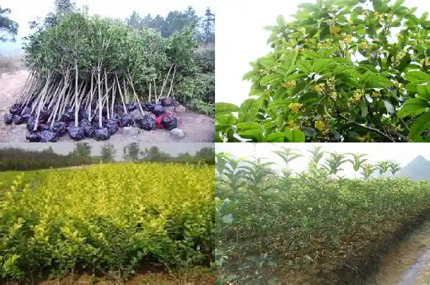 桂花树旁长小桂花树苗1685494526270