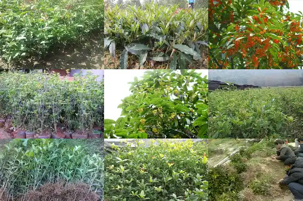 100年桂花树价格多少一棵1689727119911