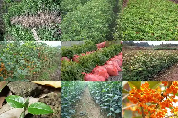 桂花树什么时候移到室内最好1685494538415