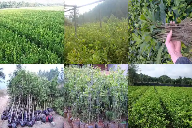 桂花树什么时候移到室内最好1685494538463