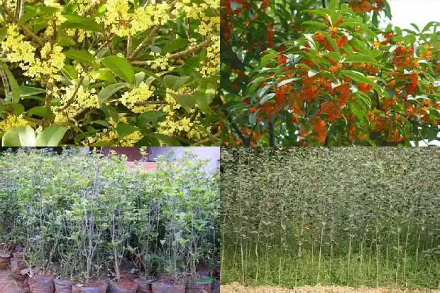 桂花树什么时候搬进室内?1685494550771