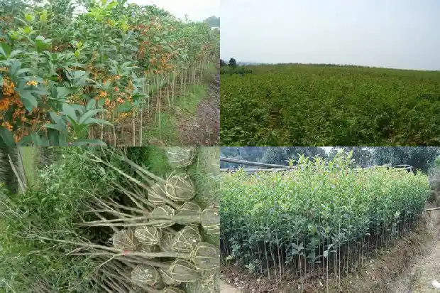 桂花树什么时候搬进室内?1685494550819