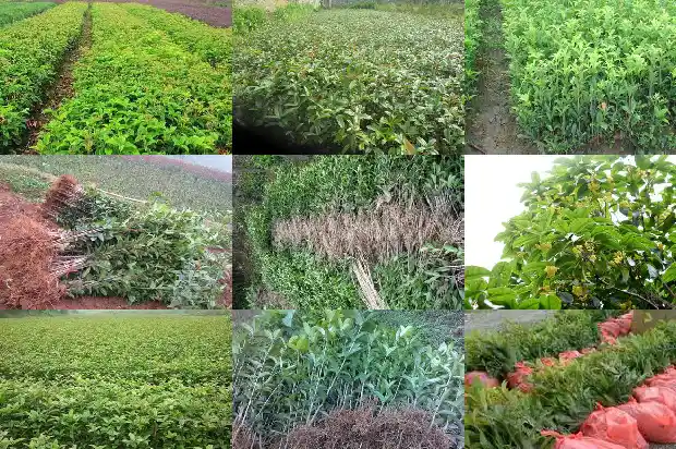 桂花树什么时候可以修剪1685494616617