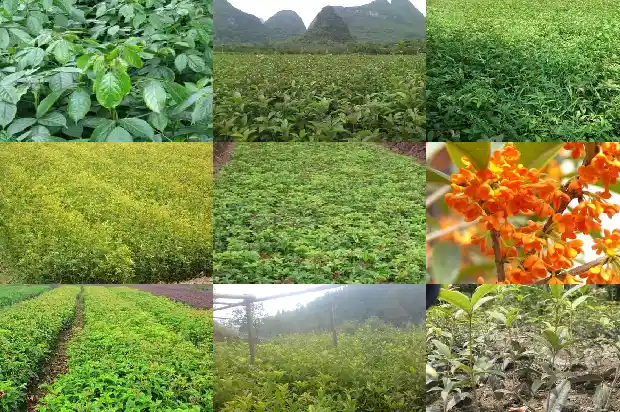 桂花树种子价格多少钱1690158981755