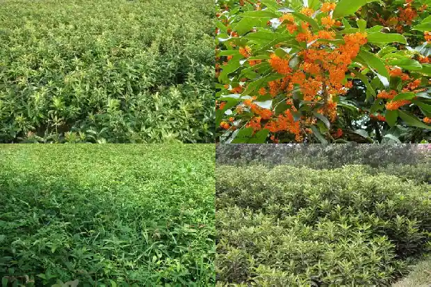 家里可以盆栽桂花树吗1690504658438