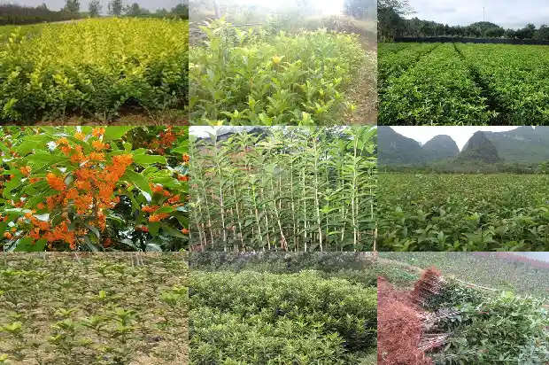 桂花树树叶资料1685494666594