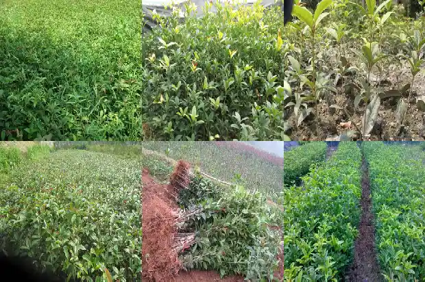 桂花树树叶资料1685494666642