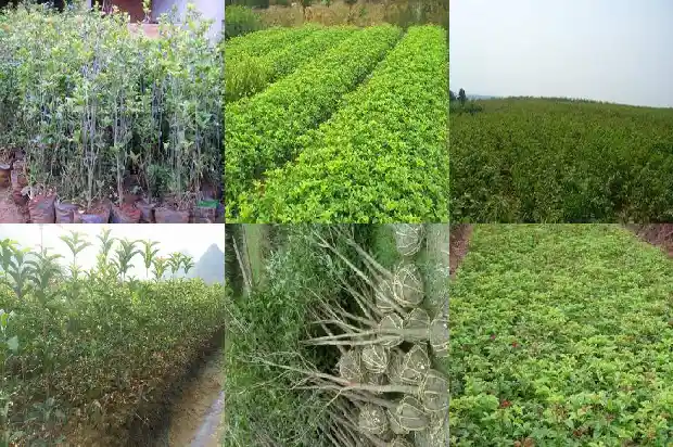 桂花树的氧气含量多少1685494678930