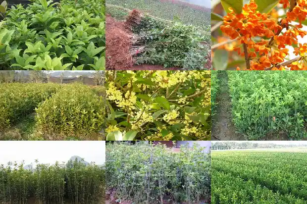 桂花树的氧气含量多少1685494678977