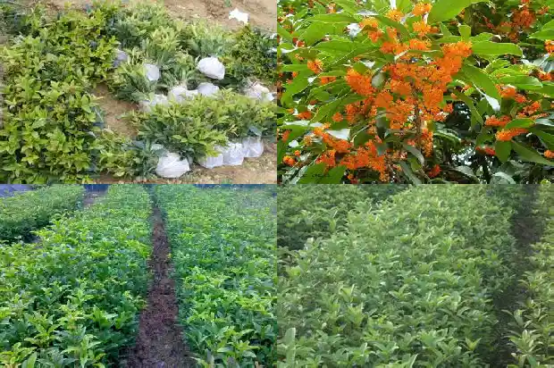 八公分的桂花树多少钱一克1689726844363