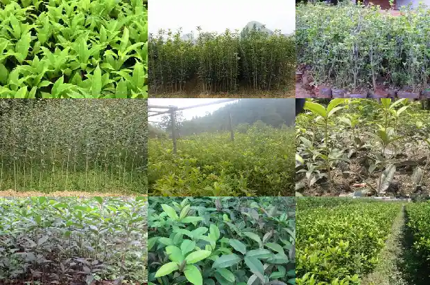 关于桂花树的资料大全简单1685494686749