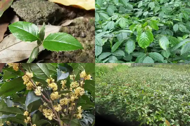 关于桂花树的资料大全简单1685494686797