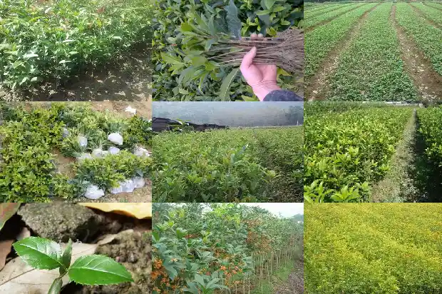 桂花树树种子1685494711174