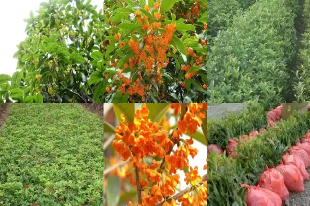 桂花树树种子1685494711222