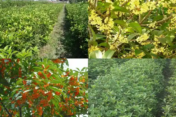 桂花树树种子1685494711270
