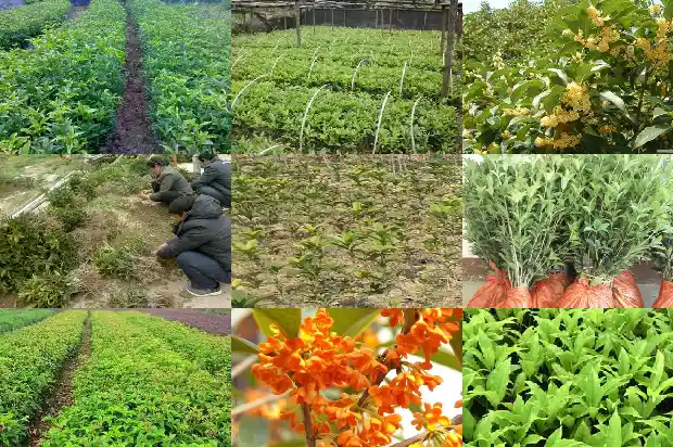 桂花树树种哪里来1685494721255