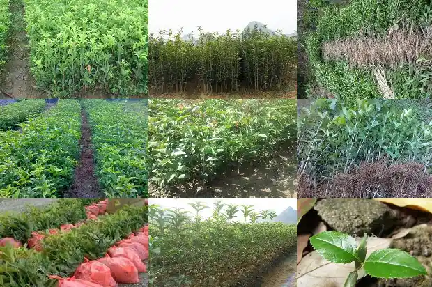 桂花树树种哪里来1685494721302