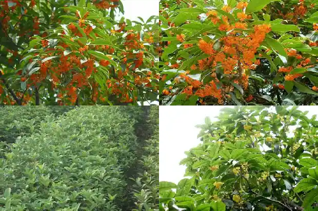 桂花树的来源1685494733670