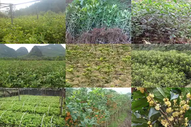 关于桂花树的简介1685494743418