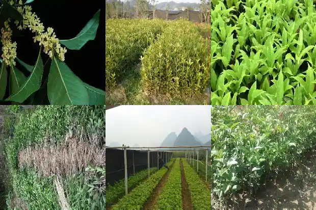 关于桂花树的简介1685494743514