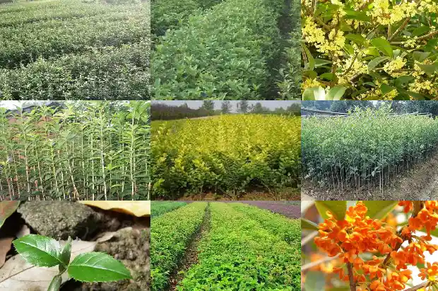 介绍桂花树的资料怎么写1685494755524