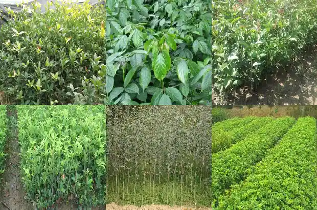 介绍桂花树的资料怎么写1685494755620