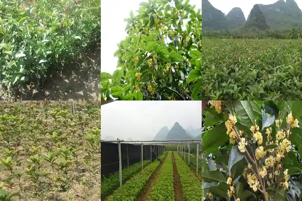 介绍桂花树的资料怎么写1685494755668