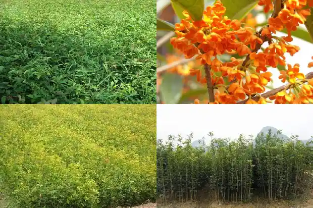 老朱砂桂花树一年能长多少棵花苗呢1685494786968