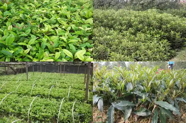 老朱砂桂花树一年能长多少棵花苗呢1685494787016