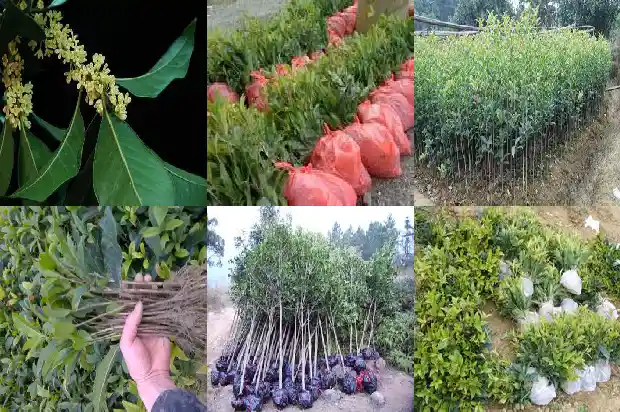 老朱砂桂花树一年能长多少棵树苗呢1685494794894