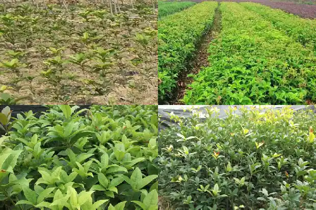 老朱砂桂花树一年能长多少棵树叶呢1685494802964