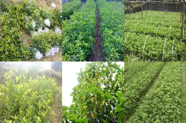 老朱砂桂花树一年能长多少棵树叶呢1685494803011