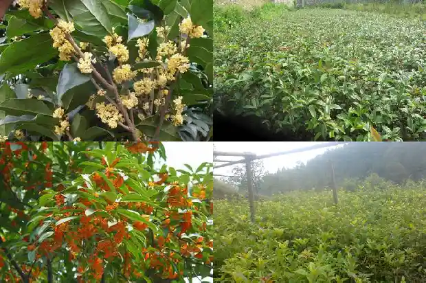 天香阁桂花北方能养吗1690850157540