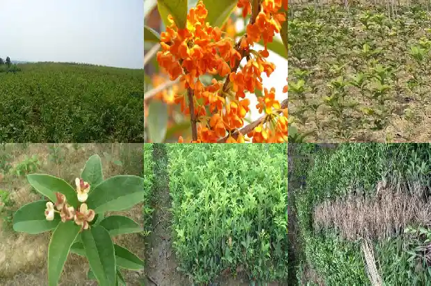 桂花树长几年才能长大呢1685494841347