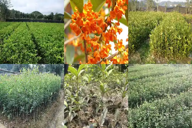 好几年的桂花树为什么不开花1685494851520