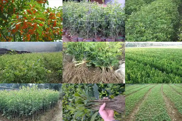 桂花树小苗几年开花结果1685494861499