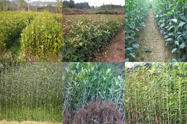 桂花树小苗几年开花结果1685494861547